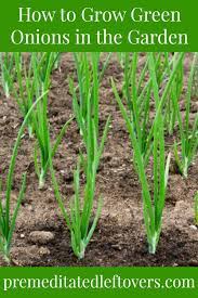 How long does it take to grow green onions? How To Grow Green Onions Tips For Planting Caring For And Harvesting Green Onions