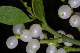 Image result for Helixanthera schizocalyx