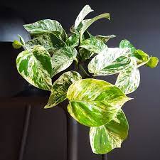It has long dark green leaves with yellow edges. Marble Queen Marble Queen Pothos Best Indoor Plants Pothos Vine