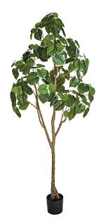Image result for F kus Ficus
