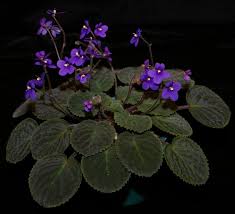 Image result for Saintpauliopsis