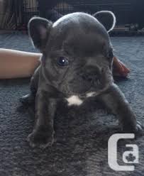 French bulldog puppies male and female blue tan 4500 first vaccine dewormed 3 times socialized raised in a home environment used to normal household noises i am wanting to buy a french bulldog or a frenchton, preferably male and preferably under $3000. French Bulldogs Just 2 Beautiful Girls And 1 Boy Available For Sale In Vancouver British Columbia Classifieds Canadianlisted Com