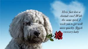 Did you scroll all this way to get facts about surgery saying? 150 Most Beautiful Get Well Soon Greeting Messages
