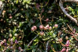 Image result for Cadaba natalensis