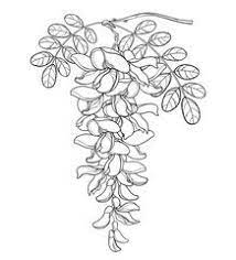 Branch Of Outline False Acacia Or Black Locust Or Robinia Flower Bud And Leaves In Black Isolated On White Backgrou Flower Drawing Simple Line Drawings Acacia
