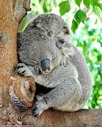 Pin On Animals