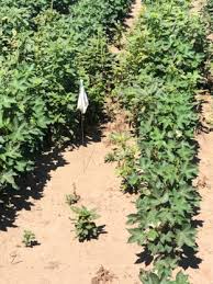 We are a family own and operated business that has been serving southeast texas since 1959. Recent Pigweed Escapes Are Troubling