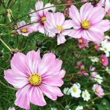 Image result for Cosmos bipinnatus