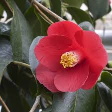 Japanese Camellia Plantio De Arvores Fotos De Flores Flores Japonesas
