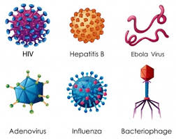 Contoh Virus Dna Dan Rna Info Pendidikan Dan Biologi