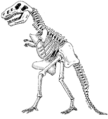 Dinosaur Skeleton Clip Art Gallery Dinosaur Dinosaur Skeleton Dinosaur Activities