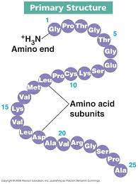 Primary Structure Of Proteins Topic 3 Structure And Function Chemical Structure Biology Notes