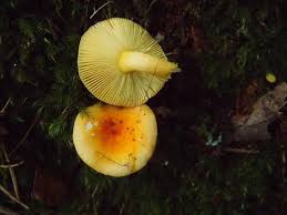 Image result for Russula flavida