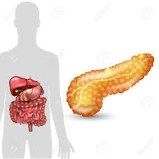 Check spelling or type a new query. Pancreas Anatomy And Human Silhouette With Internal Organs Gallbladder Intestine Stomach And Spleen On A White Background Royalty Free Cliparts Vectors And Stock Illustration Image 69224091