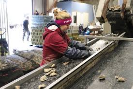 These sentences come from external sources and may not be accurate. Cotentin Derniere Ligne Droite Avant Noel Pour Les Ostreiculteurs La Presse De La Manche