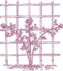 Training Climbing Roses Climbing Roses Climbing Flowers Rose Trellis