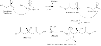 Cholesterol Acetyl Coa Cholesterol Chemistry