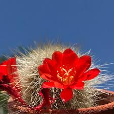 Both boys and girls should lern to cook at school. How To Remove Cactus Spines Including Ones Stuck In Your Throat