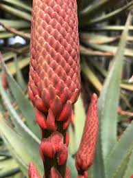 Image result for Aloe arborescens × musapana