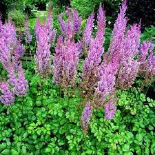 F Astilbe Chinensis Purple Candles Shade Perennials Shade Flowers Flowering Shade Plants