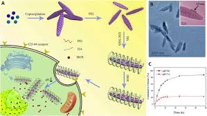 Download image to gcode v1.07 apk for android. Hyaluronic Acid Based Nanoplatforms For Doxorubicin A Review Of Stimuli Responsive Carriers Co Delivery And Resistance Suppression Sciencedirect