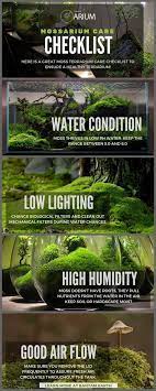 Mossarium Complete Care Guide How To Build Moss Terreriums Moss Terrarium Terrarium Plants Moss Garden