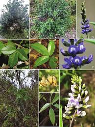 Image result for Rhynchosia holosericea