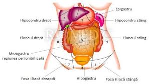 Aripa fata stanga / aripa fata dreapta pentru ford fiesta mk5. Abdomen Anatomie Si Fiziologie