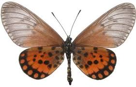 Image result for Paropsia brazzeana