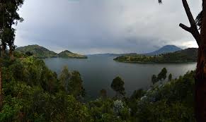 Image result for Stolzia cupuligera