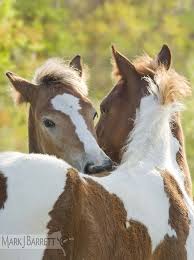 9379 1a Barn Buddies Horses And Friends Stock Photography Horses Horse Love Beautiful Horses Photography