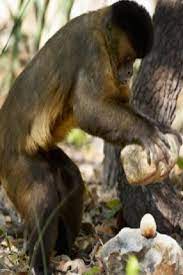 Brazilian Monkeys Make Stone Hammers That Look A Lot Like Early Human Tools Brazilian Monkeys Stone Hammers Hum Animals Beautiful Zoo Animals Cute Animals