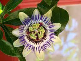 How To Propagate Passion Flowers With Cuttings Passion Flower Backyard Flowers Garden Vines