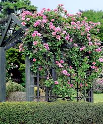Climbing Rose New Dawn Pale Pink Large Bloom Klimrozen Klimroos Prachtige Tuinen