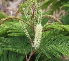 Image result for Hilsenbergia petiolaris