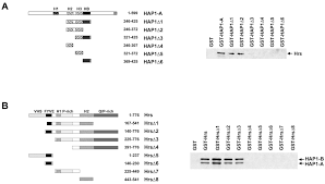 Bh gan nor & kim. Huntingtin Associated Protein 1 Interacts With Hepatocyte Growth Factor Regulated Tyrosine Kinase Substrate And Functions In Endosomal Trafficking Journal Of Biological Chemistry