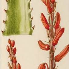 Image result for Aloe christianii
