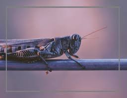 Color in the gold and red colors of this common grasshopper species and learn about insect orders with your child! How To Get Rid Of Grasshoppers In House Okaylifes