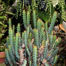 Image result for Euphorbia