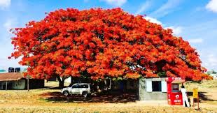 Composizione in cesto con fiori misti di stagione. 15 Bellissimi Alberi Provenienti Da Tutto Il Mondo Che Vorrete Piantare Nel Vostro Giardino Curioctopus It