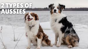 Maybe you would like to learn more about one of these? 2 Types Of Mini Australian Shepherds Youtube