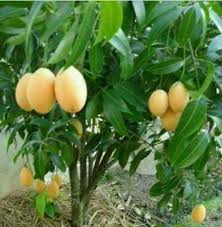 Check spelling or type a new query. Pokok Kundang Madu Jana Pendapatan Iklan Perniagaan