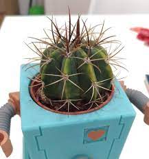 Colorful yellow summer trendy creative concept. Yellow Spots On Cactus Brown Spines Gardening Landscaping Stack Exchange