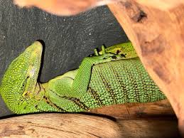 Is this a Nile monitor