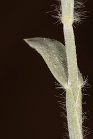 Image result for Centropodia