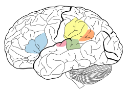 Inner ear functions, however, remains intact. Auditory Cortex Wikipedia