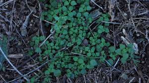 Image result for Parietaria debilis