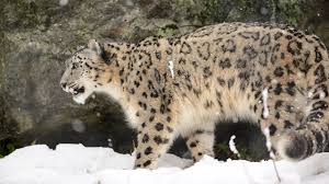 Himachal S Snow Leopard Population Rises From 67 To 100 India and other countries must strive to double the population of snow leopards in the coming decade, union minister for environment, forest and climate change. snow leopard population rises