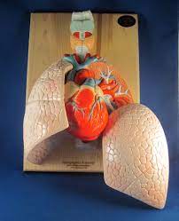 Respiratory System Model Central Coast Science Project Science Kits For Teaching Library