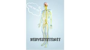 Skjelettmuskulaturen er innervert av både afferente og. Nervesystemet By Ingrid Songstad